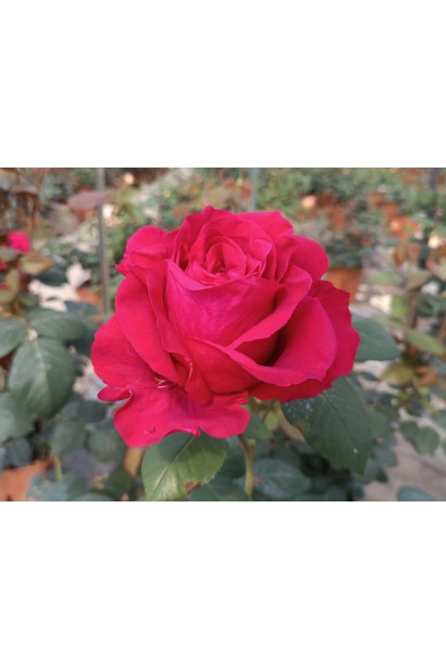 Роза флорибунда 4-х ветров